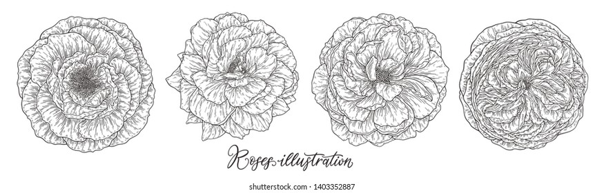 Rose flowers set hand drawn in lines.  Black and white monochrome graphic doodle elements. Isolated vector illustration, template for design