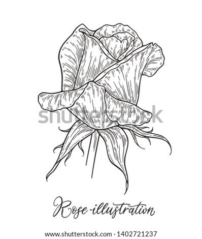 Rose flowers set hand drawn in lines.  Black and white monochrome graphic doodle elements. Isolated vector illustration, template for design
