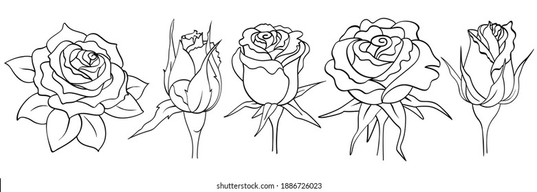 Rose flowers set on white background. Blooming bud, leaves, black outline hand drawn sketch. Vector element for natural, wedding design, plant, botanical illustration, coloring book, tattoo.
