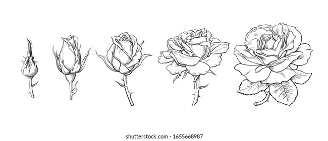 Rose flowers set. Stages of rose blooming from closed bud to fully open flower. Hand drawn sketch style vector illustration isolated on white background. Design elements for wedding decoration, tattoo