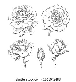 Rose flowers set. Stages of rose blooming from closed bud to fully open flower. Hand drawn sketch style vector illustration isolated on white background.