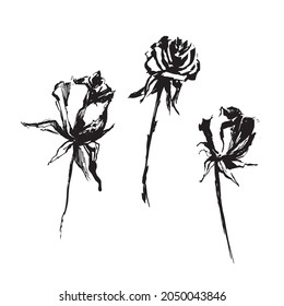 Rose flowers sketch. A sketch of flower buds. Leaves. Branches. Buds. Set of roses. Plants in ink. Drawing with ink. Live nature sketch. Garden plants