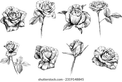 Rose flowers sketch isolate on white. Hand drawn set collection.