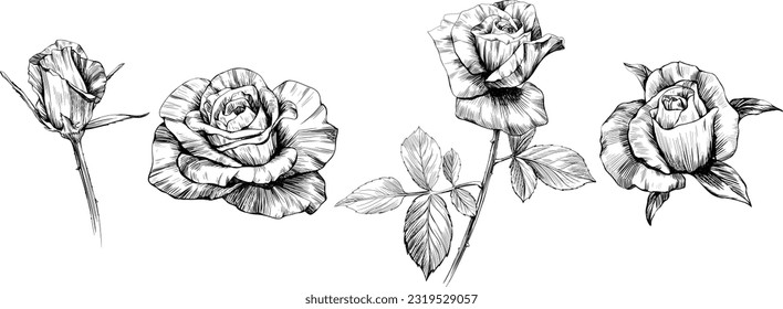 Rose flowers sketch isolate on white. Hand drawn set collection.