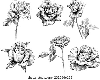 Rose flowers sketch isolate on white. Hand drawn set collection.