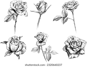 Rose flowers sketch isolate on white. Hand drawn set collection.