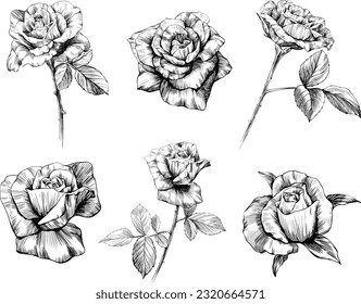 Rose flowers sketch isolate on white. Hand drawn set collection.