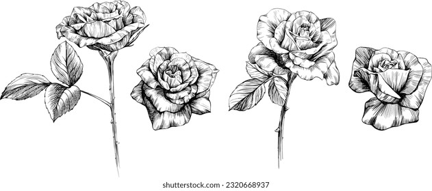 Rose flowers sketch isolate on white. Hand drawn set collection.