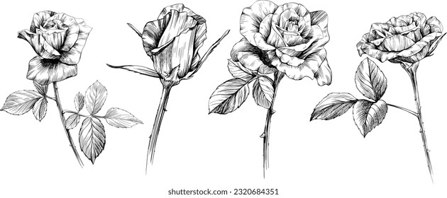 Rose flowers sketch isolate on white. Hand drawn set collection.