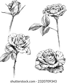 Rose flowers sketch isolate on white. Hand drawn set collection.