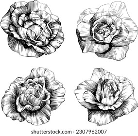 Rose flowers sketch. Isolated hand drawn set.