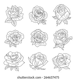 Rose flowers . Vector illustration.