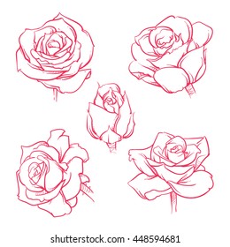 Rose flowers vector set. Hand drawn flower isolated vector illustration on a white background. 