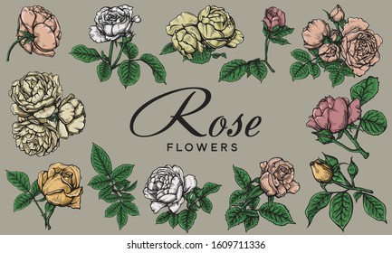 Rose Flowers vintage vector set 