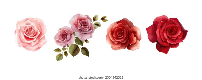 Rose flowers watercolor set. Collection of pink or red roses isolated on white background. Vector illustration