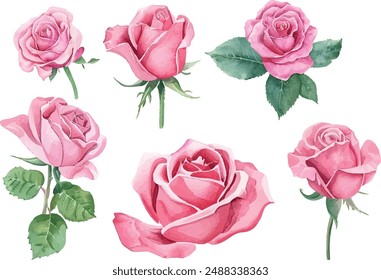 Conjunto de acuarela de flores de rosa. Colección de rosas rosadas