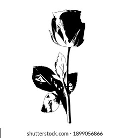 Rose. A fragment of vector graphics for creating patterns. Close-up of a contour drawing on a white background. Material for printing on paper, fabric, or leather.