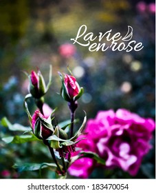 rose garden unfocused realistic vector background