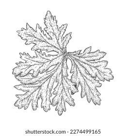 Rose geranium (Pelargonium graveolens) leaf isolated vector illustration