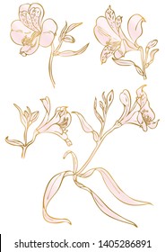 Rose and gold floral elements. Good for wedding invitation, background, brochure or wrapping paper design. Vector
