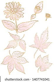 Rose and gold floral elements. Good for wedding invitation, background, brochure or wrapping paper design. Vector