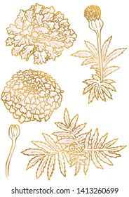 Rose and gold floral elements. Good for wedding invitation, background, brochure or wrapping paper design. Vector