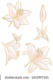 Rose and gold floral elements. Good for wedding invitation, background, brochure or wrapping paper design. Vector