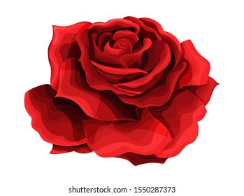 Rose hand drawing and colored to red with shadows. A blossoming rosebud. Vector single element illustration isolated on white for design