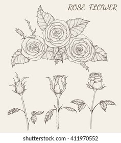 Rose from hand drawing. Flower set.flower design elements and highly detailed.