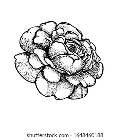 rose hand drawing isolated on white background vector