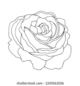 Rose. Hand drawing and sketch flower. Black and white flower. Vintage flowers. Flower drawings on white backgrounds. Illustration in the style of engravings. Vector. Backdrop. Wedding decorations.