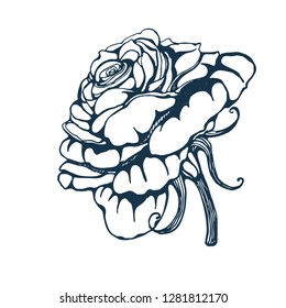 rose hand drawing, vector illustration isolated on white background