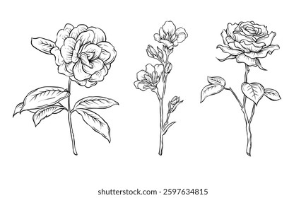 Rose hand drawing vector illustration. Beautiful flower hand drawn. Flower sketch graphic resources.