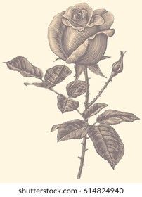 Rose. Hand drawn engraving. Vector vintage illustration. Isolated on color background. 8 EPS