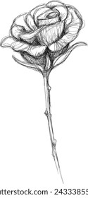 Rose hand drawn isolated on white. Abstract line flower.