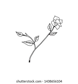 rose hand drawn line vector, roses art, illustration logo. rose black and white