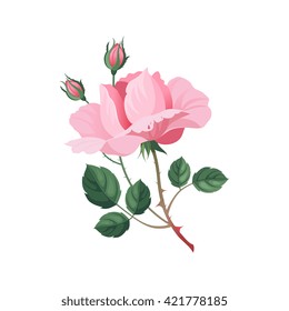 Rose Hand Drawn Realistic Flat Vector Illustration In Artistic Painting Style On White Background