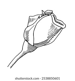 Rose hand drawn. Rosebud sketch drawing botanical ink illustration. Bloom for bouquet composition. Use for package design and decoration. Vector illustration.