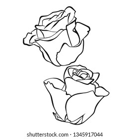 Rose hand drawn vector illustration.Flower outline freehand drawing.Floral clipart set.
