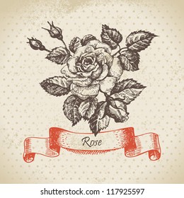 Rose. Hand drawn vintage design	