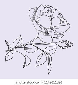 Rose, a hand-drawn on a light background