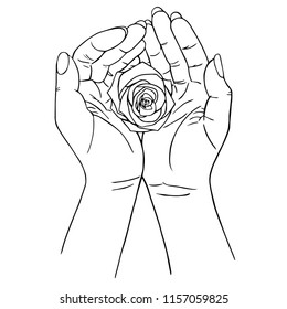 Rose in hands, hand drawing

