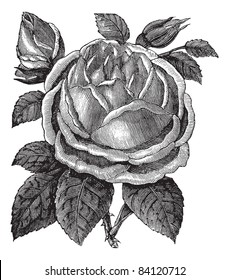 Rose Hazelnut or Rosa noisettiana or Blush Noisette, vintage engraving. Old engraved illustration of Rose Hazelnut isolated on a white background. Trousset encyclopedia (1886 - 1891).