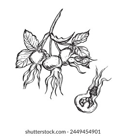 Hagebuttenbeeren mit Blättern. Vektorgrafik handgezeichnete florale Illustration mit Hüften von Hunderose im Umriss-Stil. Skizze in Schwarzweiß auf isoliertem Hintergrund. Botanische Konturzeichnung für Logo 
