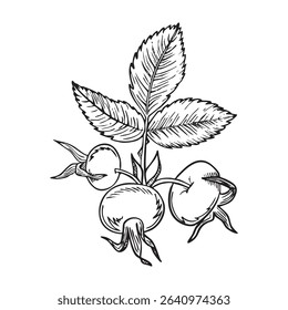 Rose hip berries with leaves. Vector illustration hand drawn floral with hips of dog rose showcased in black and white with line art on white backgrounds