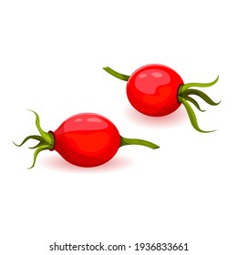 Arándanos de cadera rosa de piso plano aislado sobre fondo blanco. dogrose o wildrose con vaina. Eco deliciosa comida de verano. Vector. ilustración vectorial