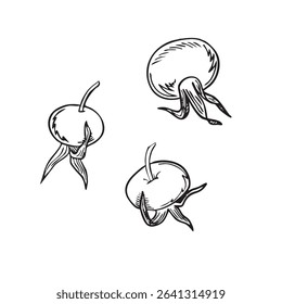 Ilustración vectorial de bayas de rosa mosqueta dibujada a mano. Dibujo a tinta de boceto. Vector EPS10 Ilustración