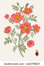 Rose hip. Bush rose. Botanical vector illustration.  