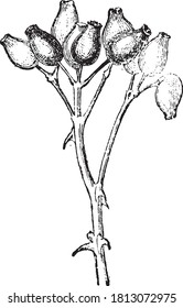 Rose hip, From the Dictionary of Word and Things, 1888.