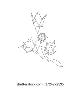 Rosenhüftblume oder Botanica Rose Hüftvektor schwarz-weiß. Kann für Karten, Einladungen, Banner, Poster, Printdesign verwendet werden
